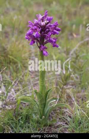 Anacamptis morio, Orchidée à ailes vertes, Orchidaceae.Plante sauvage en été. Banque D'Images