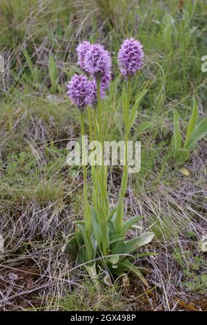 Neotinea tridentata, Orchis tridentata, Orchidée dentée, Orchidaceae.Plante sauvage en été. Banque D'Images