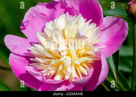 Pivoine chinoise Paeonia lactiflora « Bowl of Beauty » Banque D'Images