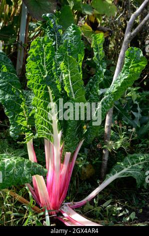 Rhubarb Chard Beta vulgaris sues cicla var flavescens betterave à feuilles poussant dans un jardin Banque D'Images