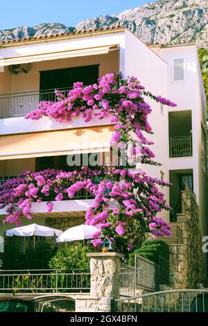 Le buisson de Bougainvillea se développe à côté de bâtiments résidentiels sur la côte de Croatie. Paysages d'été en voyage, fleurs roses. Banque D'Images