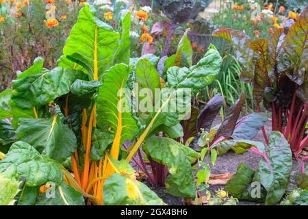 La betterave dans l'agriculture et la récolte. Les feuilles de betteraves poussent dans le jardin rustique. Culture de légumes à la maison, gros plan. Banque D'Images