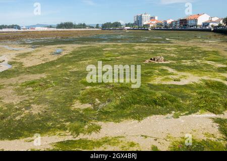 Ría de Arousa, Cambados à marée basse, province de Pontevedra, Galice, Espagne. Banque D'Images