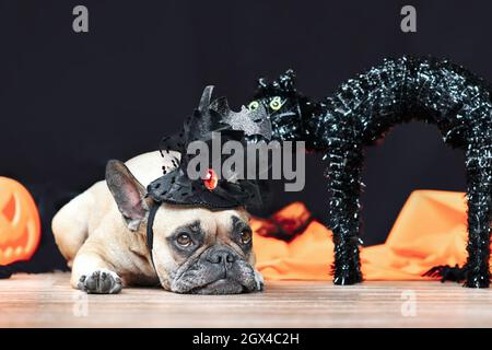 Fauve chien Bulldog français avec chapeau de sorcière déguisé Halloween couché devant un fond noir Banque D'Images