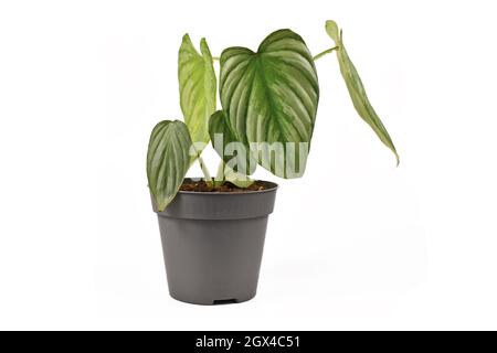 Petite maison 'Philodendron Mamei Silver Cloud' avec un motif argenté dans un pot de fleurs isolé sur fond blanc Banque D'Images