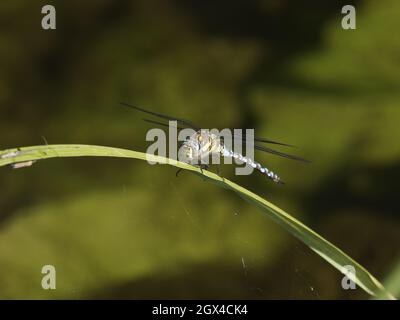 Migrant Hawker Dragonfly - homme au repos Aeshna mixta Essex, Royaume-Uni IN001471 Banque D'Images
