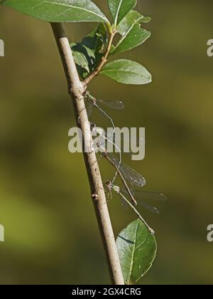 Willow Emerald Damselfly - deux paires appariées Chalcolestes viridis Essex, Royaume-Uni IN001641 Banque D'Images