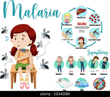 Infographie sur le cycle de transmission du paludisme et les symptômes Illustration de Vecteur