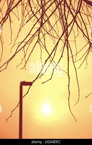 Soleil d'été brumeux dans une rue de Winchmore Hill, Londres, Royaume-Uni Banque D'Images