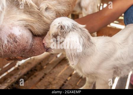 Mère chèvre nourrissant un enfant blanc charmant dans un abri en bois. Gros plan. Mise au point sélective. Ferme locale, sud de la Thaïlande. Banque D'Images