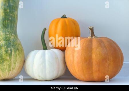 Pumpkins arrière-plan d'automne. Différentes variétés de citrouilles. Banque D'Images