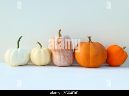 Citrouilles automne fond coloré. Différentes variétés de citrouilles. Banque D'Images