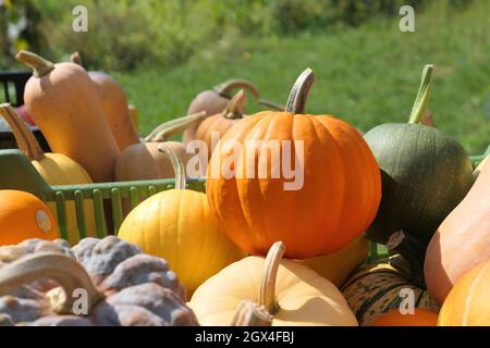 Citrouilles et escashes d'hiver collection de récolte colorée dans le jardin. Banque D'Images