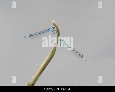 Bleu commun Damselfly - Enallagma cyathigerum Essex, Royaume-Uni IN002189 Banque D'Images