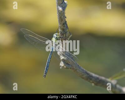 Emperor Dragonfly - homme au repos Anax imperator Essex, Royaume-Uni IN002207 Banque D'Images