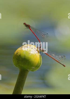 Grand Damselfly rouge - paire correspondante Pyrhosoma nymphula Essex, UK IN002210 Banque D'Images