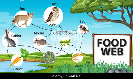 Concept de diagramme de la chaîne alimentaire sur fond de forêt Illustration de Vecteur