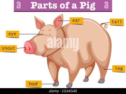 Schéma montrant les parties du porc Illustration de Vecteur