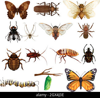 Différents types d'insectes sauvages Illustration de Vecteur