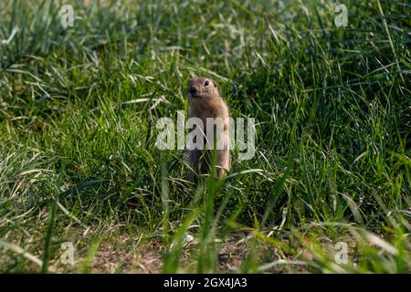 Le petit rongeur, de la famille des écureuils, se tient comme un poste sur ses pattes arrière, parmi l'herbe verte dans l'habitat naturel de la nature sauvage en été. Banque D'Images