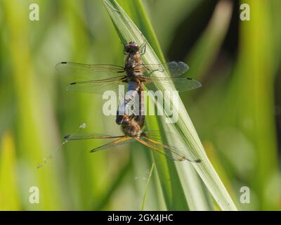 Rare Chaser Dragonfly - couple d'accouplement Libellula fulva Essex, Royaume-Uni IN002326 Banque D'Images