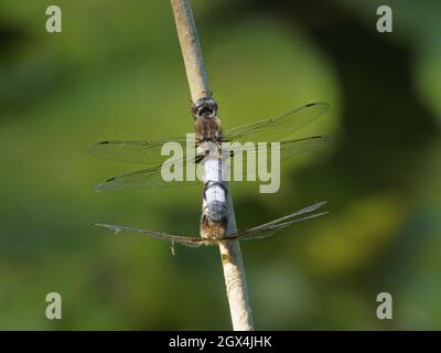 Rare Chaser Dragonfly - couple d'accouplement Libellula fulva Essex, Royaume-Uni IN002330 Banque D'Images