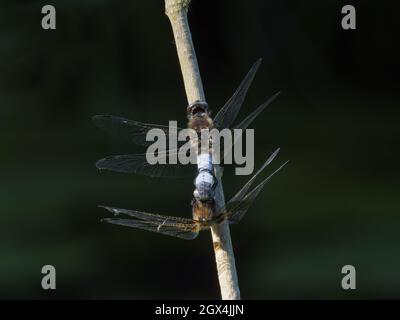 Rare Chaser Dragonfly - couple d'accouplement Libellula fulva Essex, UK IN002332 Banque D'Images