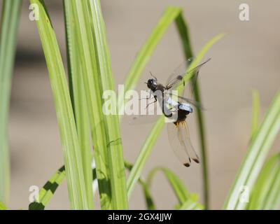 Rare Chaser Dragonfly - paire d'accouplement qui s'envole Libellula fulva Essex, Royaume-Uni IN002336 Banque D'Images