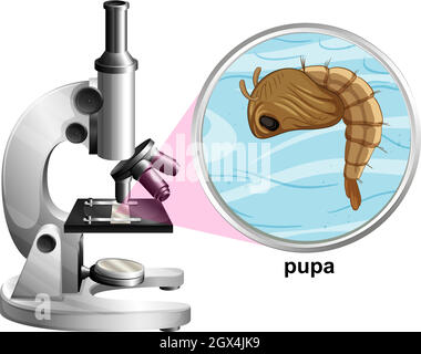 Microscope avec moustique pupa sur fond blanc Illustration de Vecteur