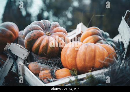 Grandes citrouilles orange vif comme décoration de vente dans une caisse en bois. Fête d'Halloween et activité de sculpture de nourriture festive en plein air dans une ferme Banque D'Images