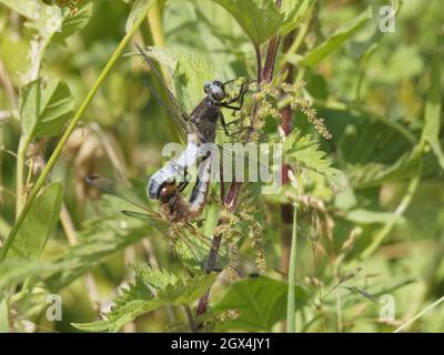 Rare Chaser Dragonfly - couple d'accouplement Libellula fulva Essex, UK IN002396 Banque D'Images