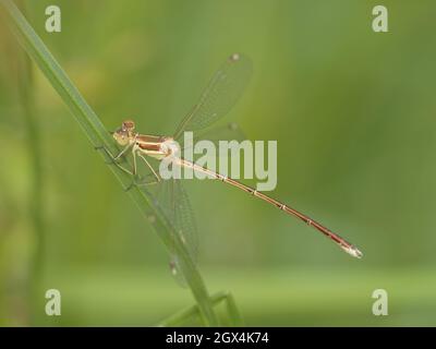 Southern Emerald Damselfly Lestes barbarus Essex, Royaume-Uni IN002481 Banque D'Images