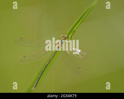 Southern Emerald Damselfly Lestes barbarus Essex, Royaume-Uni IN002484 Banque D'Images