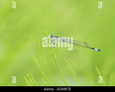 Damselfly à queue bleue Ischnula elegans Essex, Royaume-Uni IN002486 Banque D'Images
