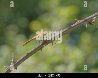 Ruddy Darter Dragonfly - Sympetrum sanguineum Essex, Royaume-Uni IN002542 Banque D'Images