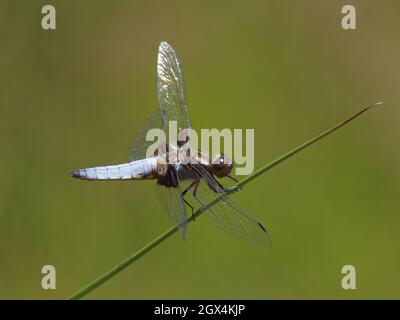 Dragonfly Chaser à corps large - mâle au repos Libellula depressa Asdown Forest, Sussex, UK IN002694 Banque D'Images
