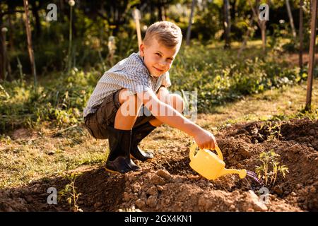 Un écolier arrosoir des plants de tomates dans le jardin Banque D'Images