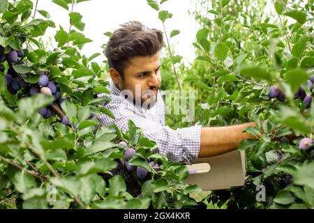 Jardinier indien cueillant des prunes mûres dans le jardin Banque D'Images