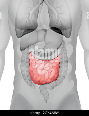 Diagramme de l'intestin grêle chez l'homme Illustration de Vecteur