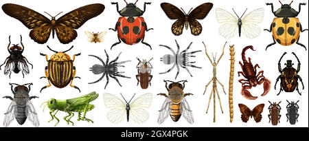 Collection d'insectes différents isolés sur fond blanc Illustration de Vecteur