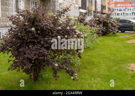 Les buissons fleuris du jardin ornemental spirea Kalinolistina avec des feuilles bordeaux foncé poussent devant un bâtiment résidentiel dans la ville sur un summ Banque D'Images