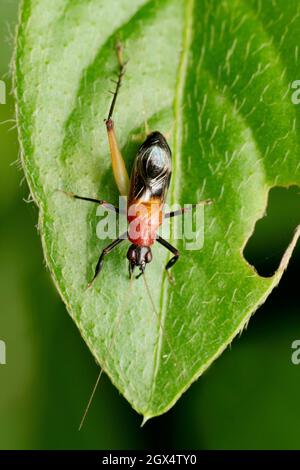 Dorsale du cricket de Bush à tête rouge, Phyllopalpus pulchellus, Satara, Maharastra, Inde Banque D'Images