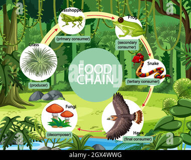 Concept de diagramme de la chaîne alimentaire sur fond de forêt Illustration de Vecteur