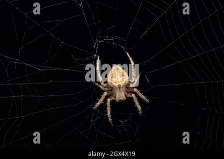 Dorsale de l'Orb weaver de Crucifera, Neoscona crucifera, Satara, Maharashtra, Inde Banque D'Images