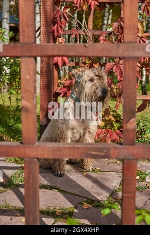 Un chien moelleux est assis près d'un treillis de bois recouvert de raisins sauvages. Photographié à travers une grille. Banque D'Images