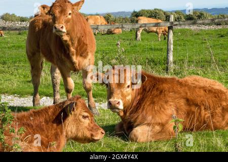 Trois vaches ginger Highland posent pour la caméra dans un pâturage d'agriculteur à Niddoynon, dans le North Yorkshire, au Royaume-Uni. Banque D'Images