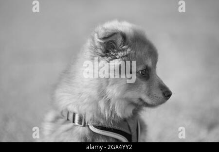 Portrait d'un chiot. Vue latérale, noir et blanc. lapphund finlandais. Banque D'Images