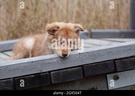 Chiot allongé sur un chemin en bois, dans la nature. Lit de roseaux en arrière-plan. lapphund finlandais. Banque D'Images