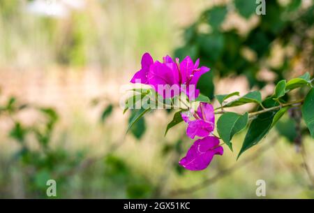 Fleurs roses bougainvilliers sur une branche dans le jardin avec un fond de bokeh doux Banque D'Images