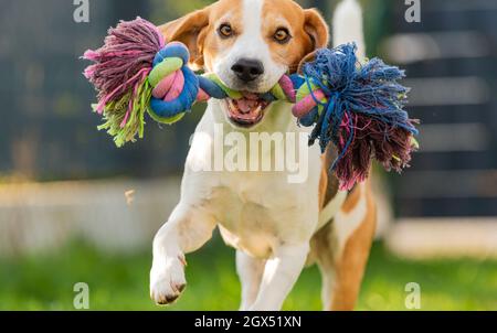 Le chien Beagle s'entête vers l'appareil photo avec un jouet coloré. Banque D'Images